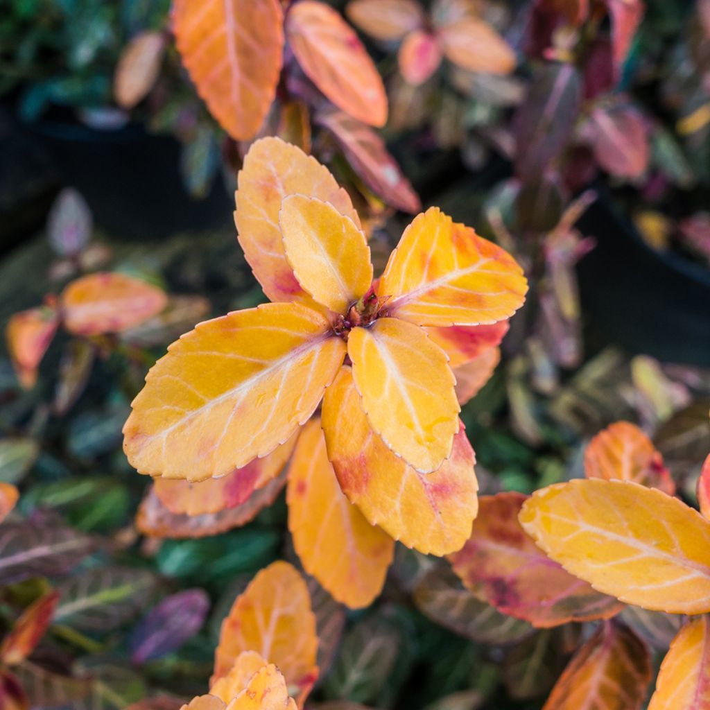 Spindelstrauch Goldy - Euonymus fortunei