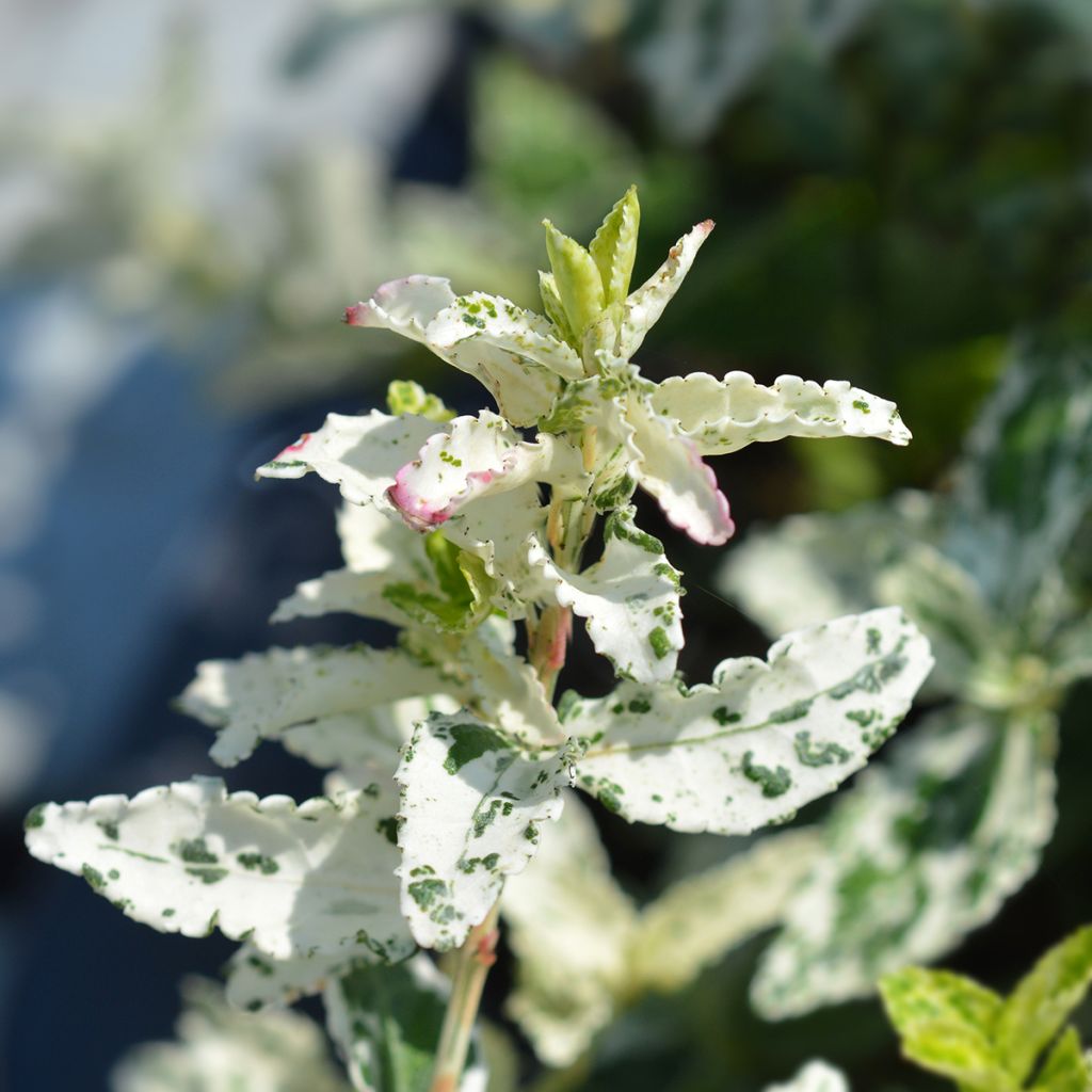Spindelstrauch Harlequin - Euonymus fortunei