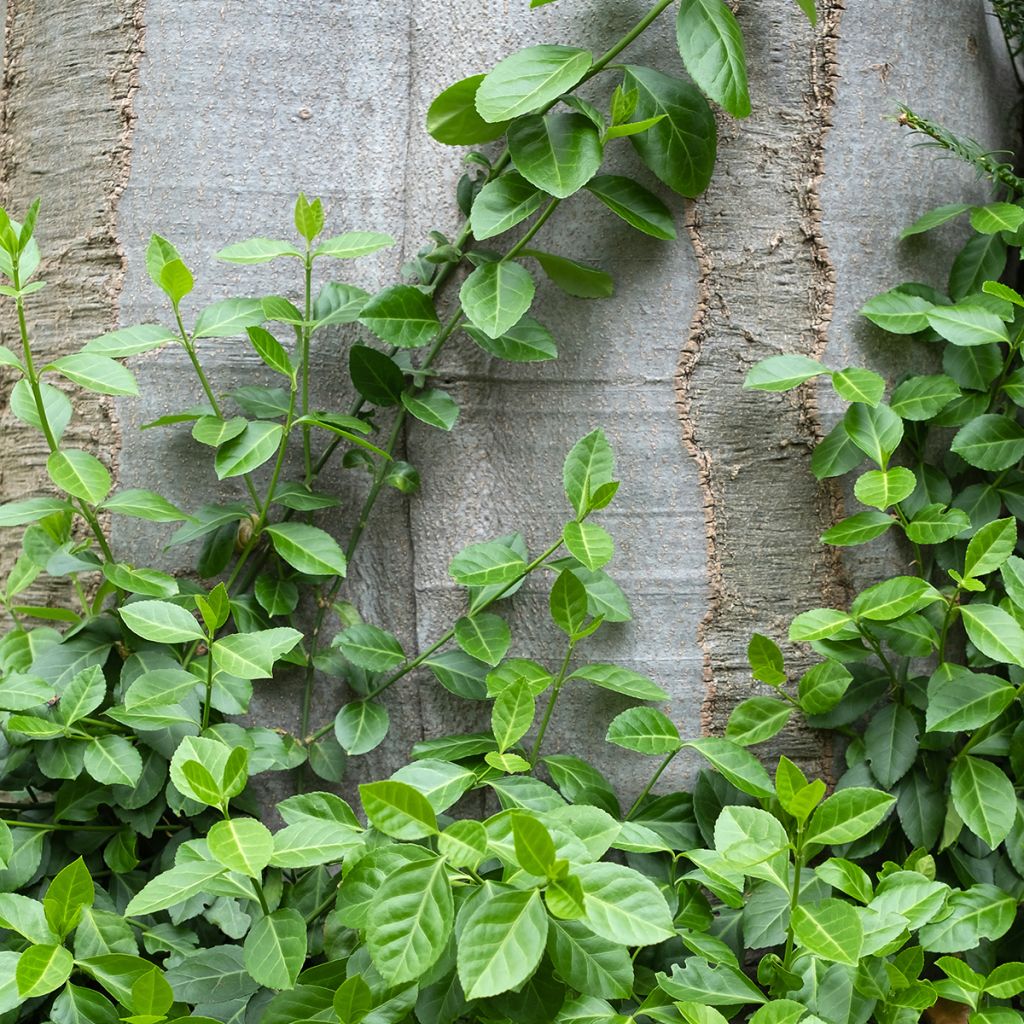 Spindelstrauch Radicans - Euonymus fortunei