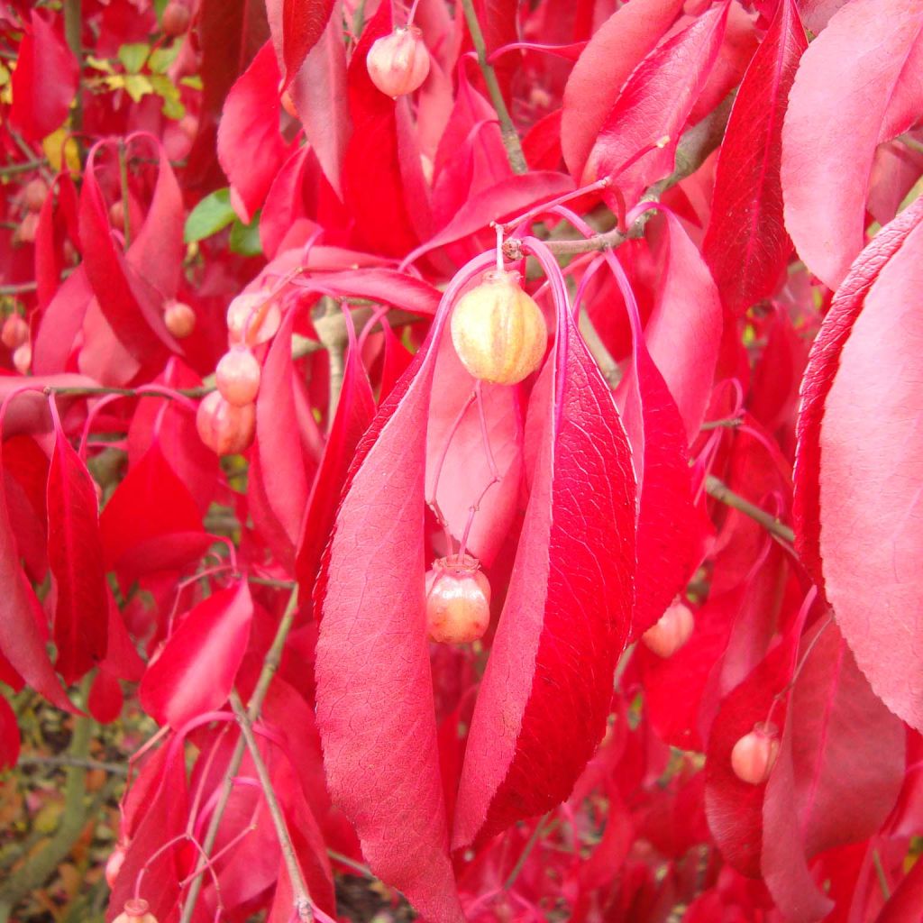 Japanischer Spindelstrauch Red Wine - Euonymus grandiflorus