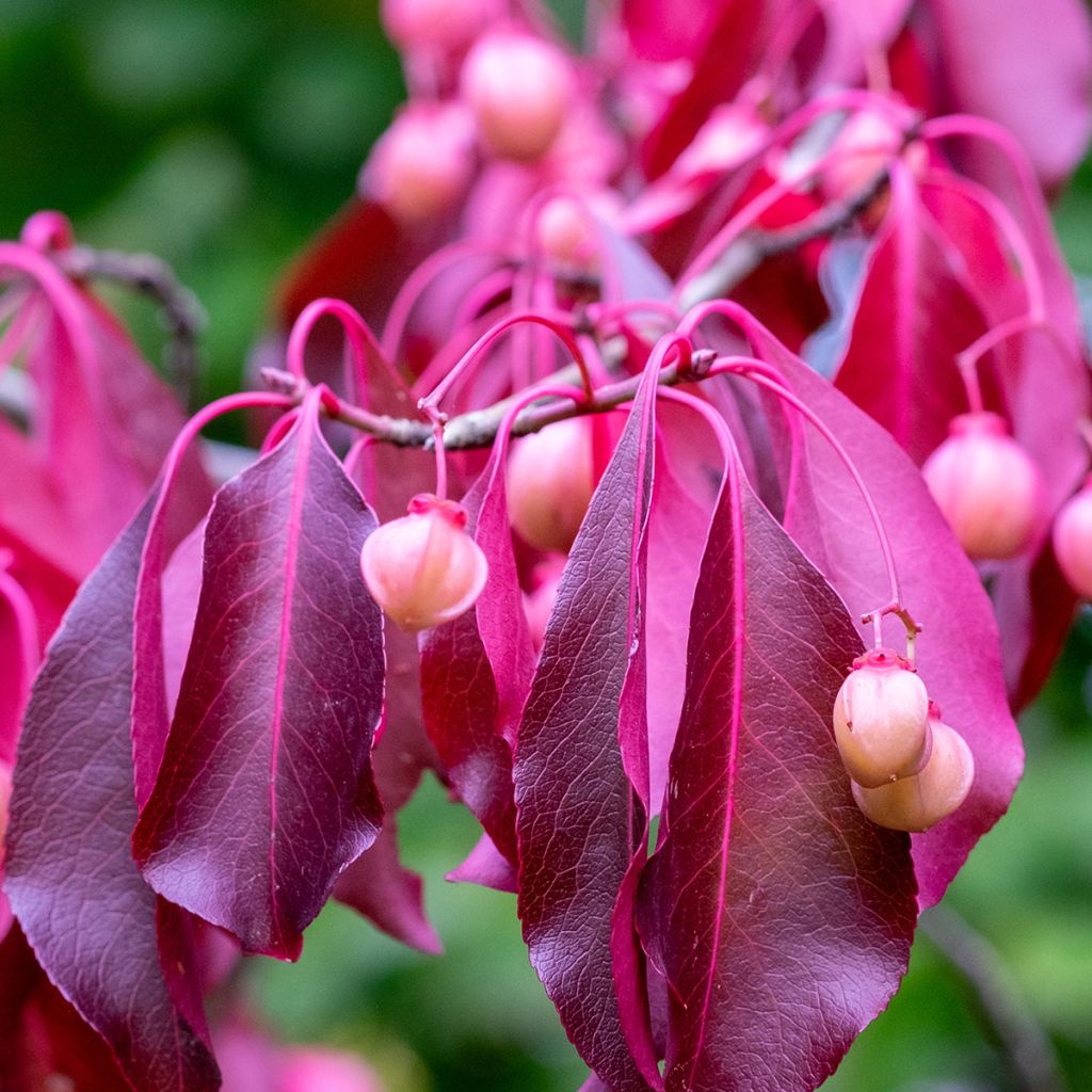Japanischer Spindelstrauch Red Wine - Euonymus grandiflorus