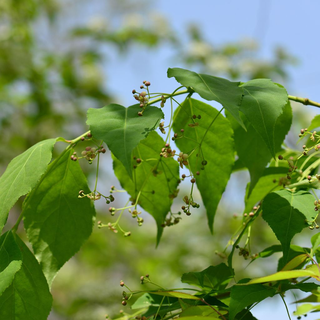 Euonymus maackii - Pfaffenhütchen