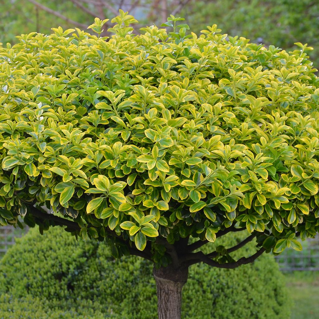 Japanischer Spindelstrauch Aureomarginatus - Euonymus japonicus