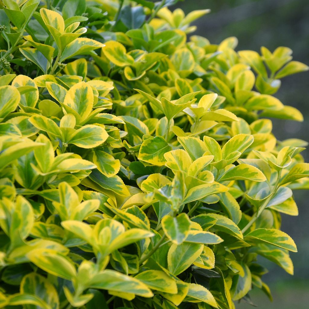 Japanischer Spindelstrauch Aureomarginatus - Euonymus japonicus