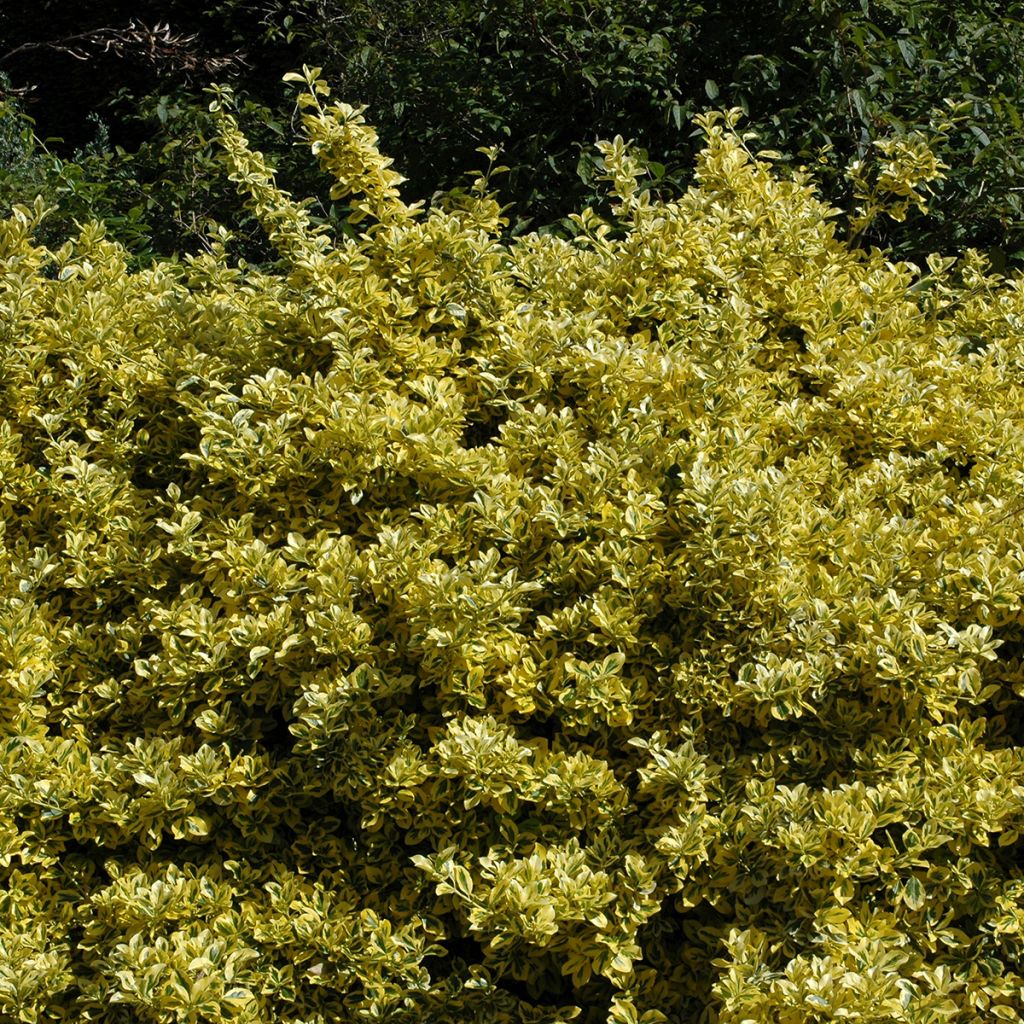 Japanischer Spindelstrauch Aureomarginatus - Euonymus japonicus