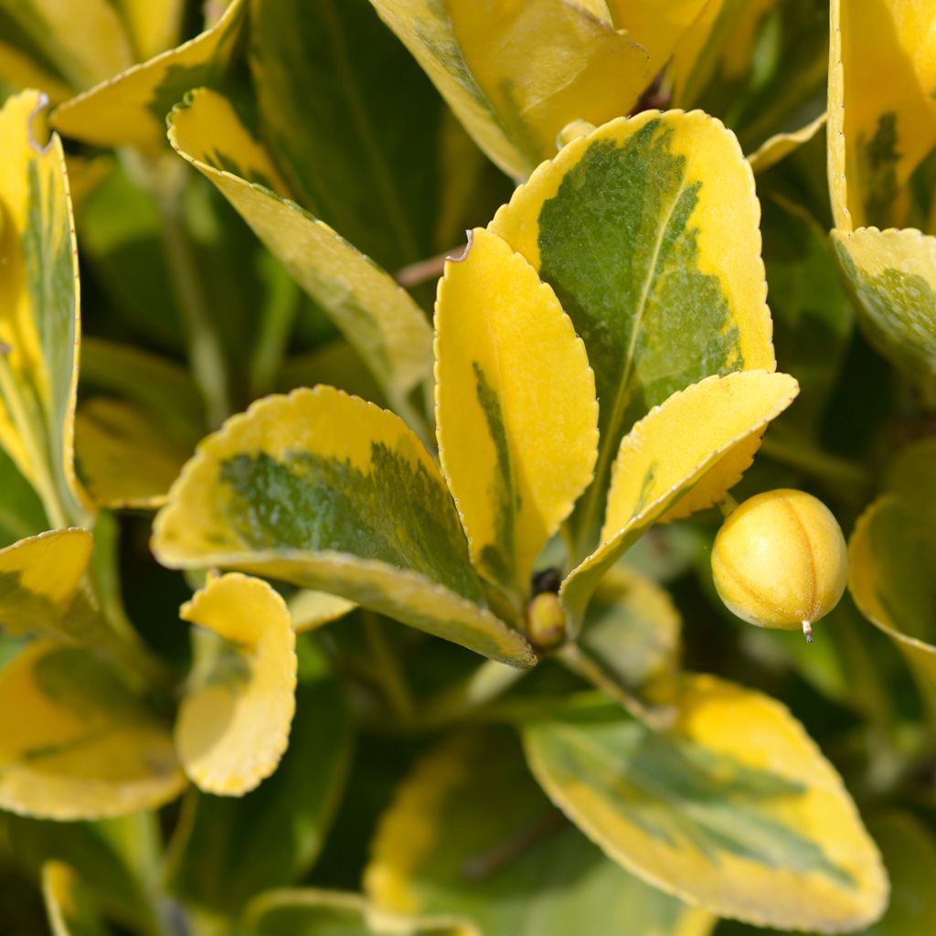 Japanischer Spindelstrauch Aureus - Euonymus japonicus