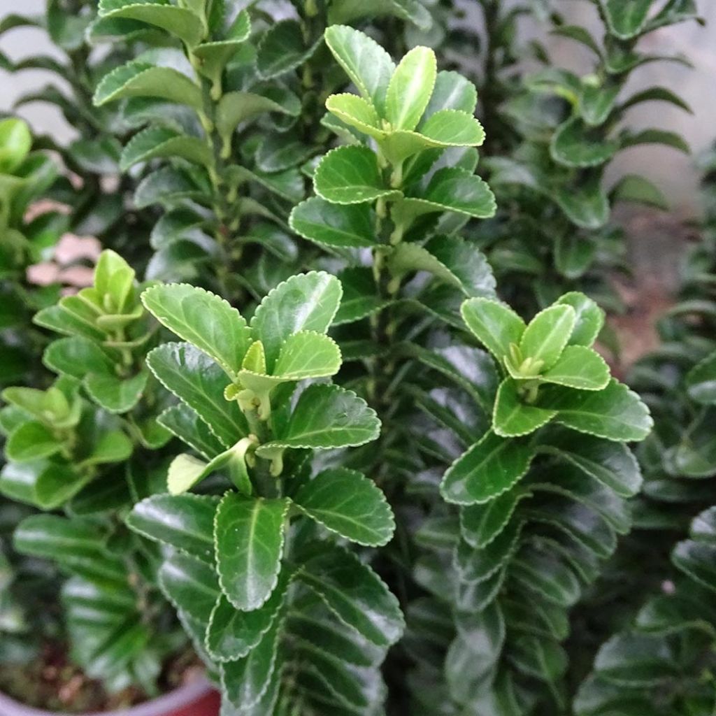 Japanischer Spindelstrauch Benkomasaki - Euonymus japonicus