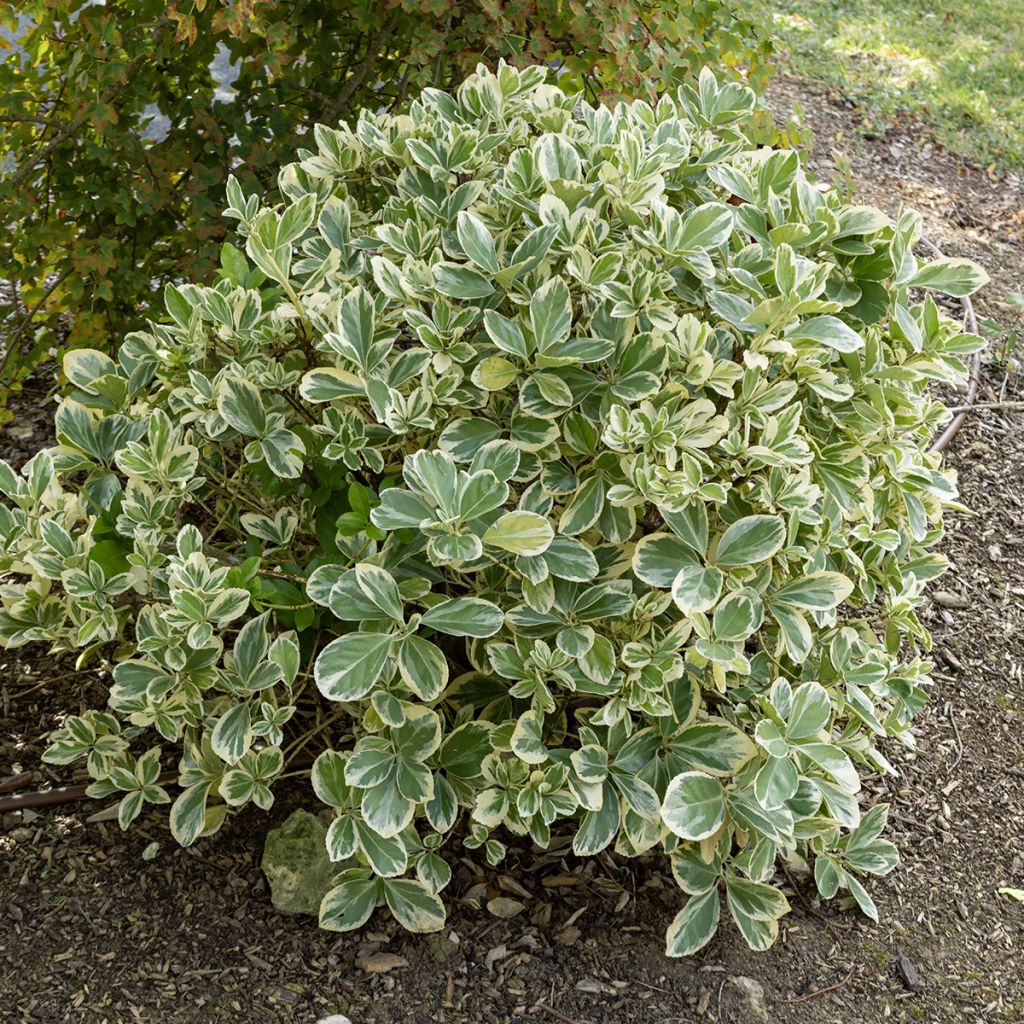 Japanischer Spindelstrauch Bravo - Euonymus japonicus