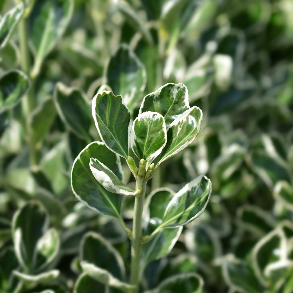 Japanischer Spindelstrauch Bravo - Euonymus japonicus