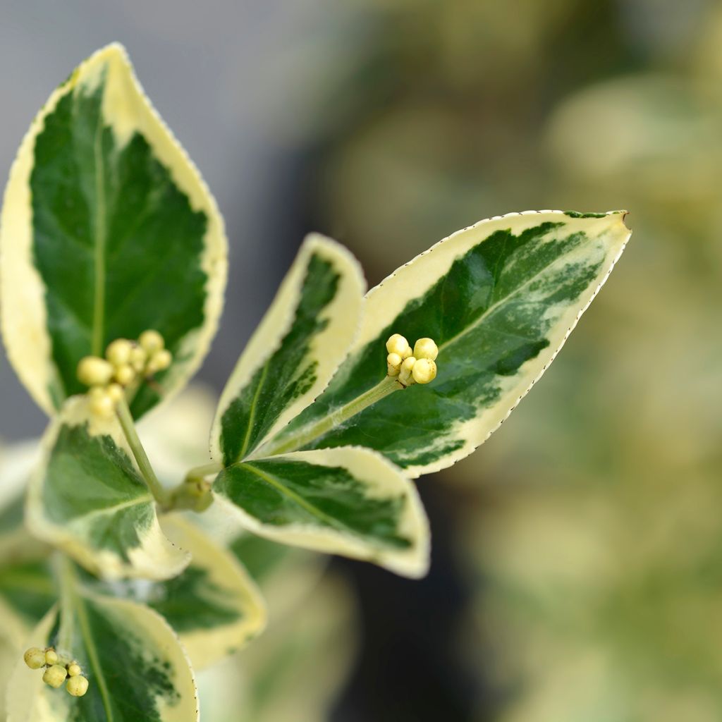 Japanischer Spindelstrauch Bravo - Euonymus japonicus