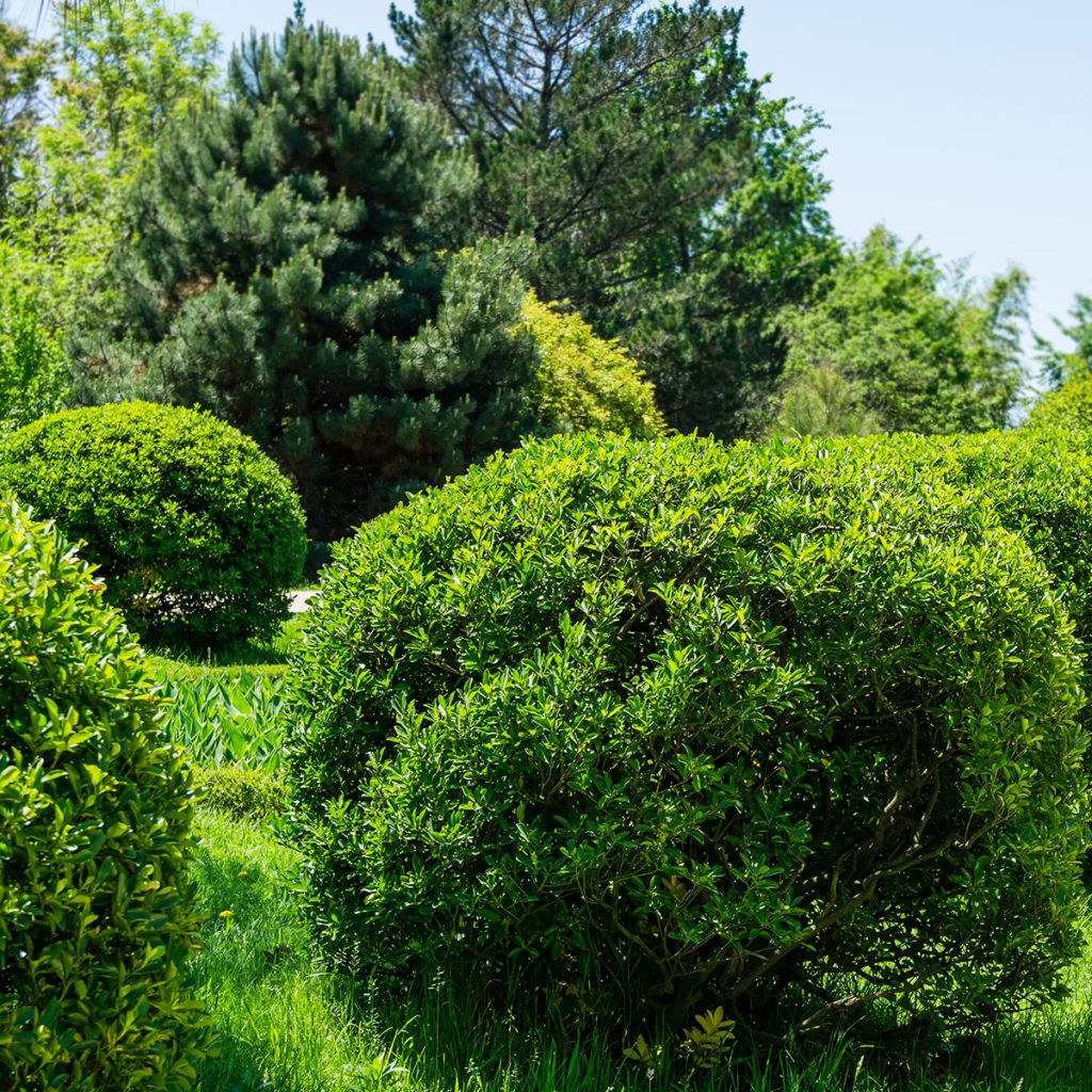 Japanischer Spindelstrauch - Euonymus japonicus