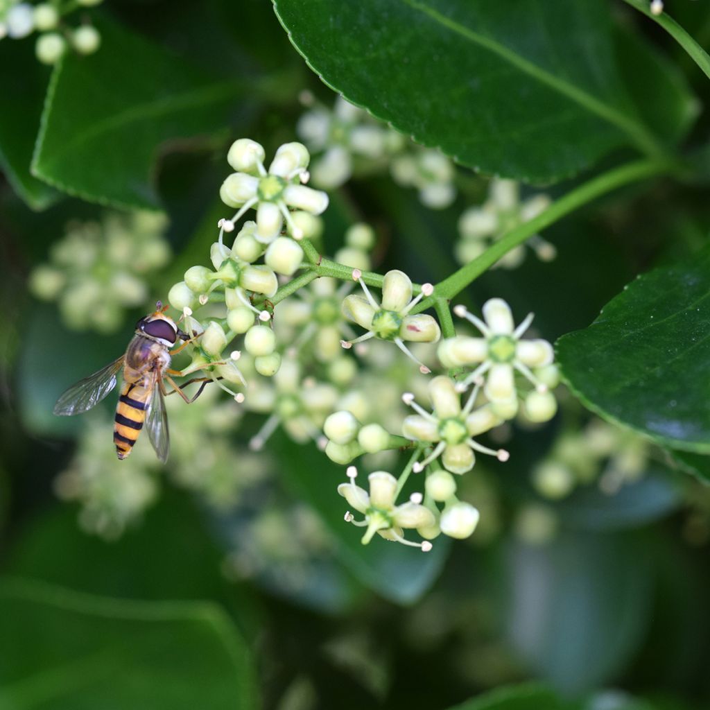 Japanischer Spindelstrauch - Euonymus japonicus