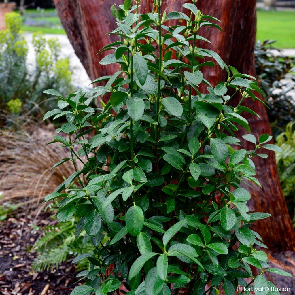 Japanischer Spindelstrauch Green Millenium - Euonymus japonicus