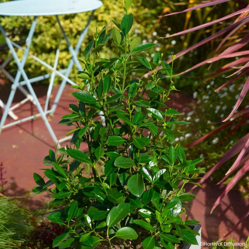 Japanischer Spindelstrauch Green Millenium - Euonymus japonicus