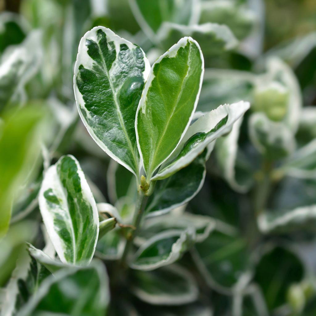 Japanischer Spindelstrauch Kathy - Euonymus japonicus