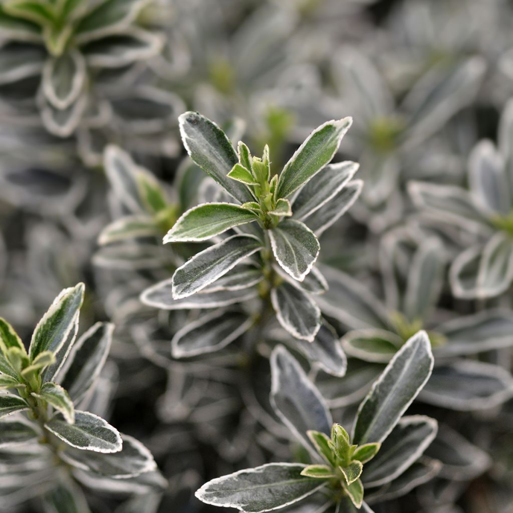 Japanischer Spindelstrauch Microphyllus Albovariegatus - Euonymus japonicus
