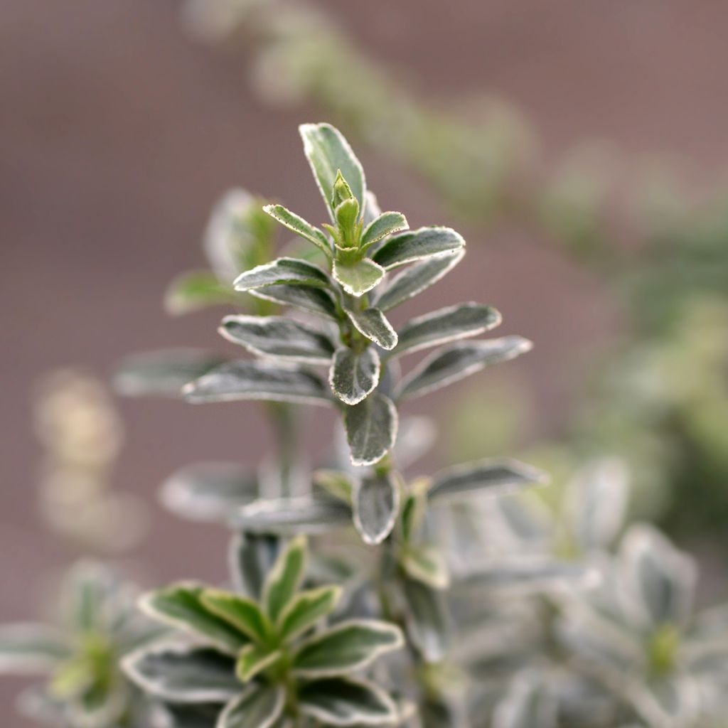 Japanischer Spindelstrauch Microphyllus Albovariegatus - Euonymus japonicus