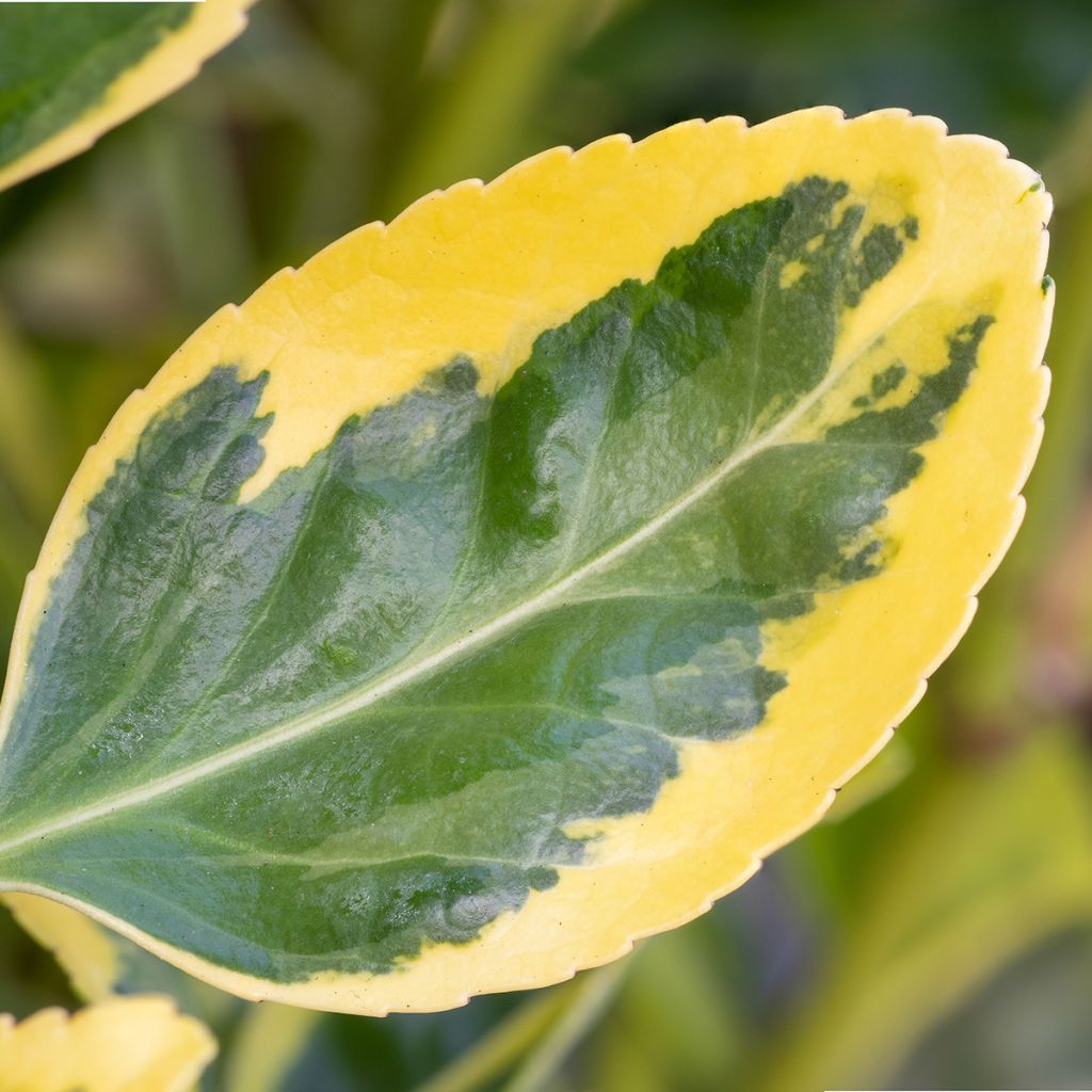 Japanischer Spindelstrauch Ovatus Aureus - Euonymus japonicus