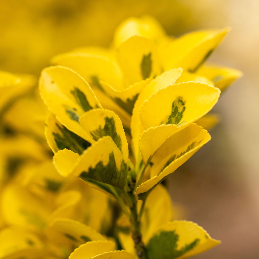 Japanischer Spindelstrauch Ovatus Aureus - Euonymus japonicus