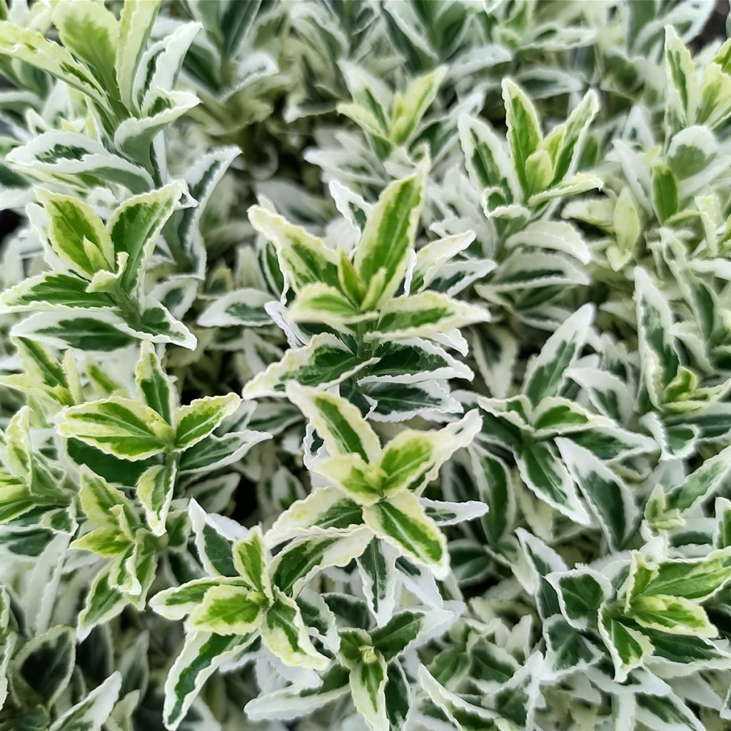 Japanischer Spindelstrauch White Spire - Euonymus japonicus