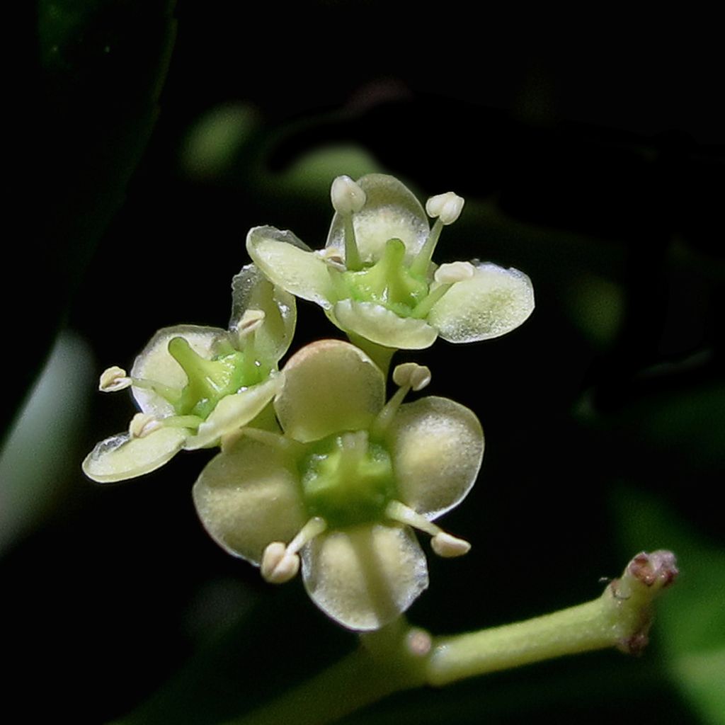 Japanischer Spindelstrauch Microphyllus - Euonymus japonicus