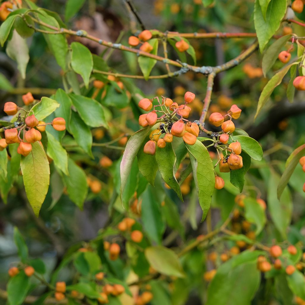 Euonymus myrianthus - Pfaffenhütchen