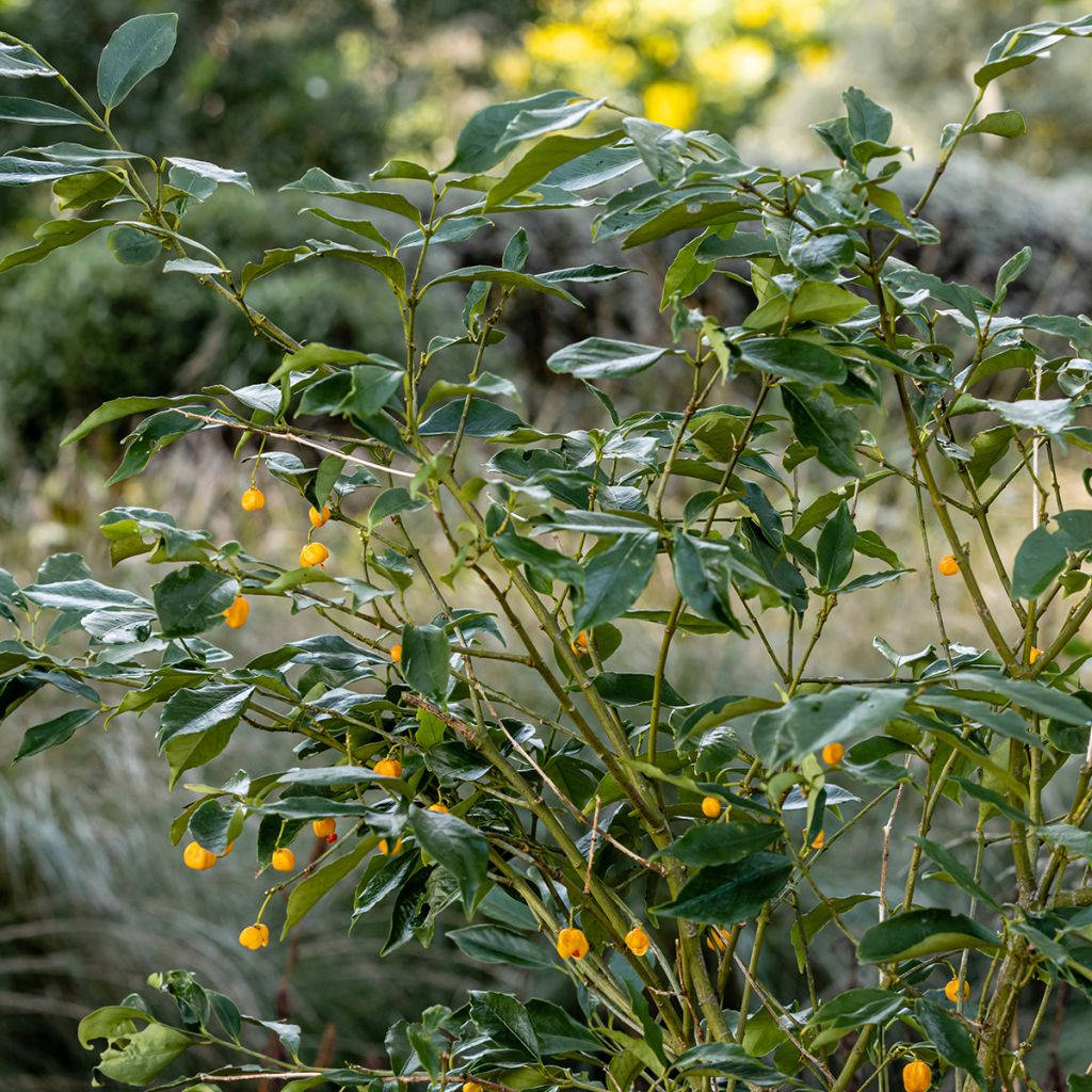 Euonymus myrianthus - Pfaffenhütchen