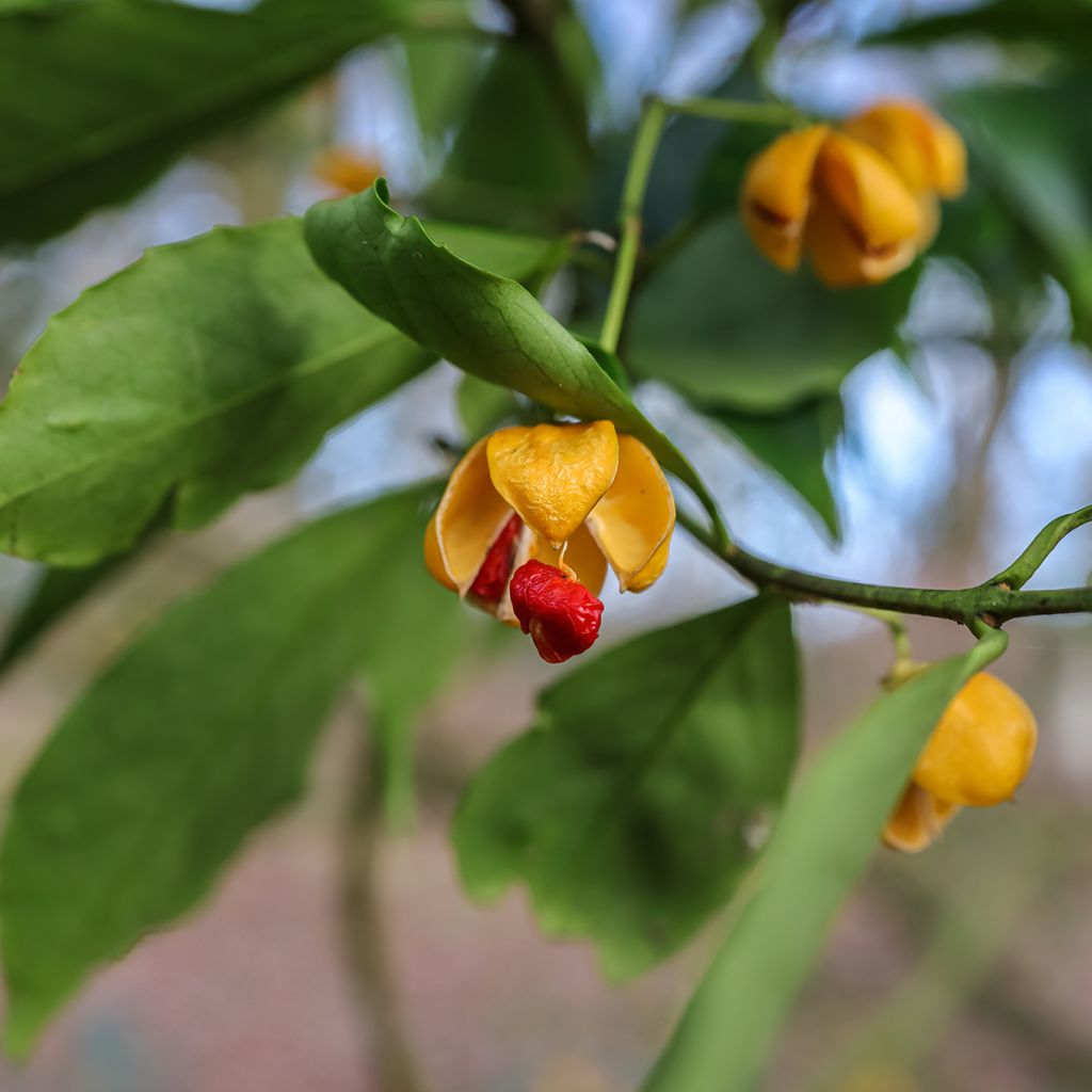 Euonymus myrianthus - Pfaffenhütchen