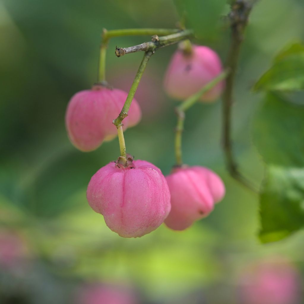 Euonymus phellomanus - Pfaffenhütchen
