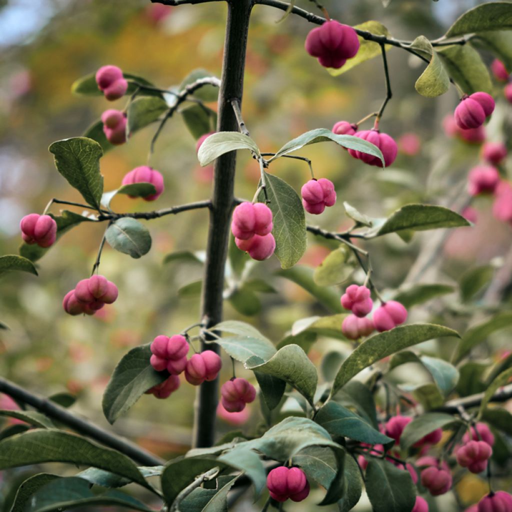 Euonymus vidalii - Pfaffenhütchen