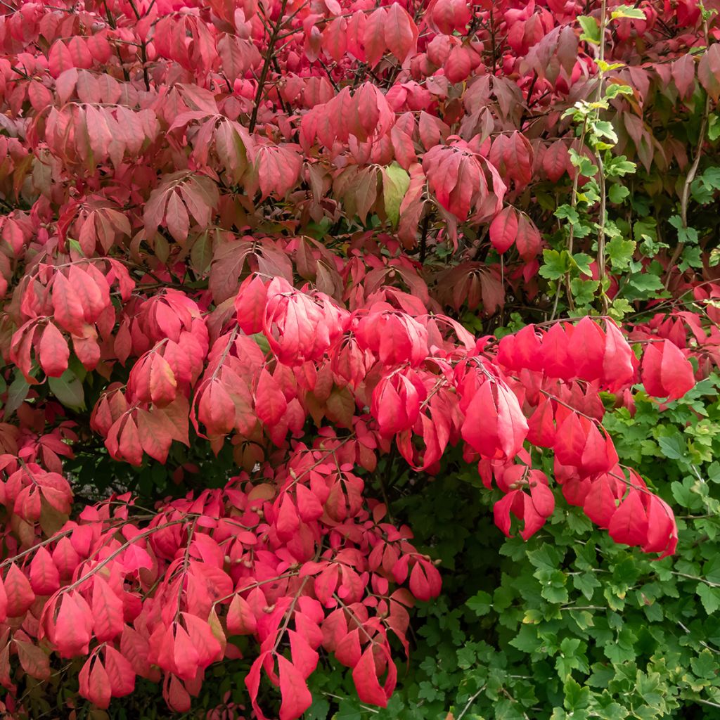 Euonymus alatus Blade Runner - Pfaffenhütchen
