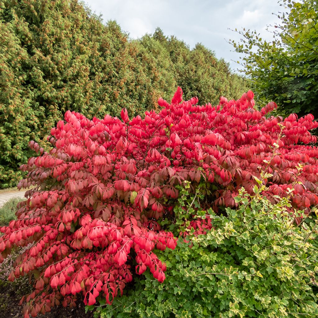 Euonymus alatus Blade Runner - Pfaffenhütchen