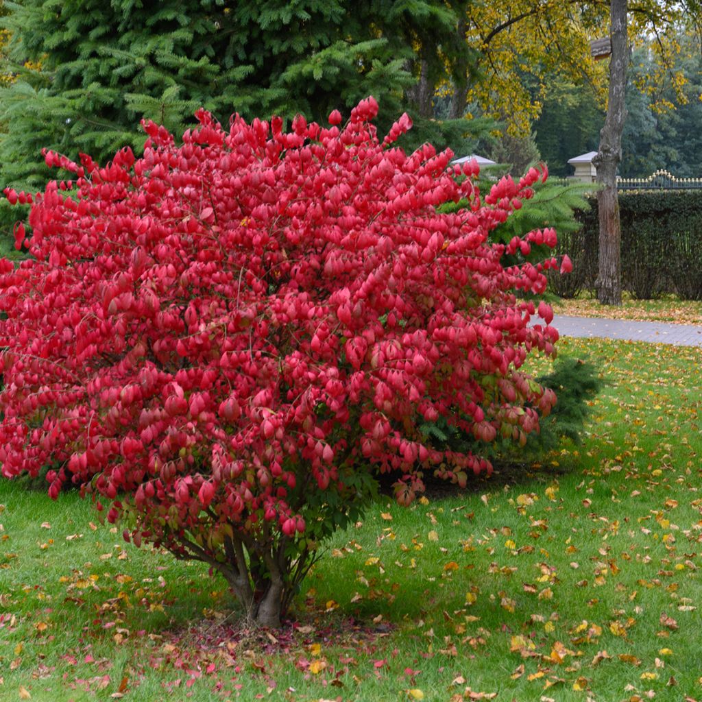 Euonymus alatus Fire Ball - Pfaffenhütchen