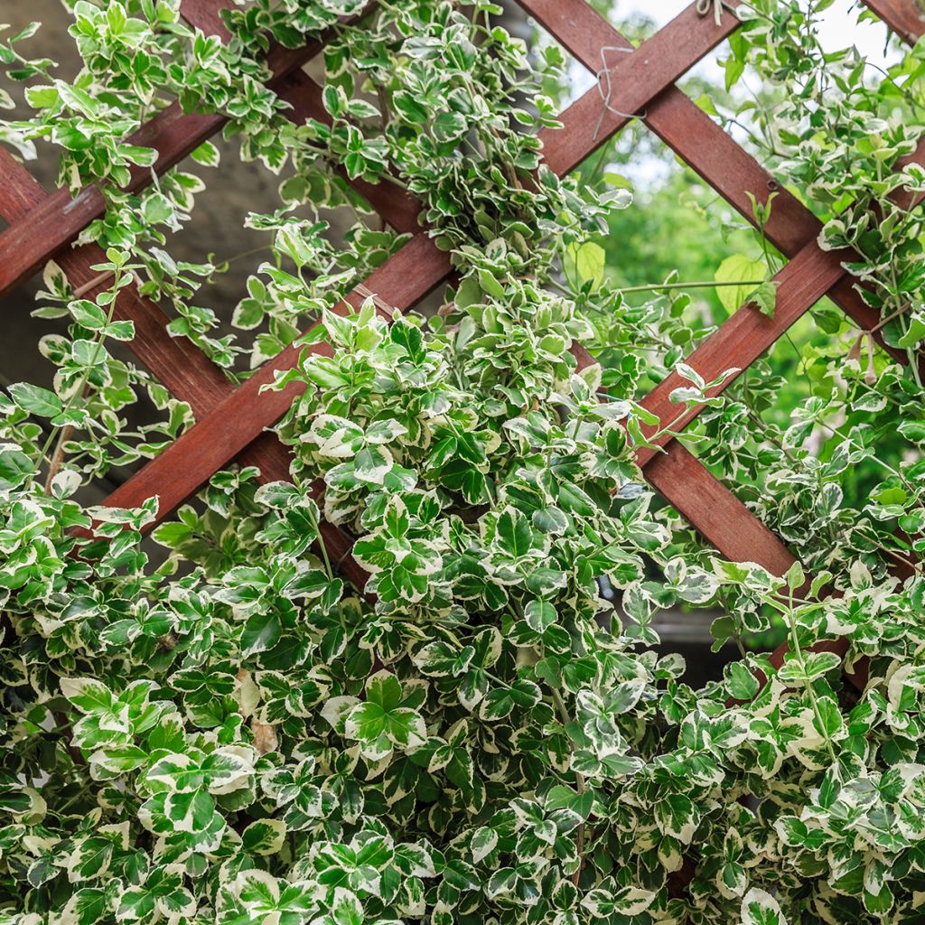 Spindelstrauch Silver Carpet - Euonymus fortunei