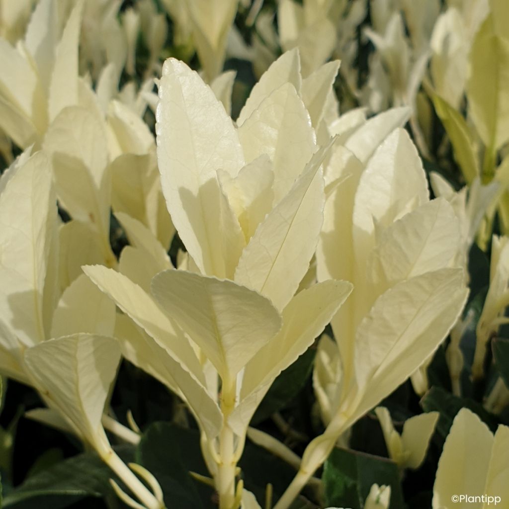 Japanischer Spindelstrauch Himalaya - Euonymus japonicus
