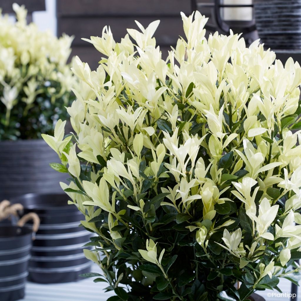 Japanischer Spindelstrauch Himalaya - Euonymus japonicus