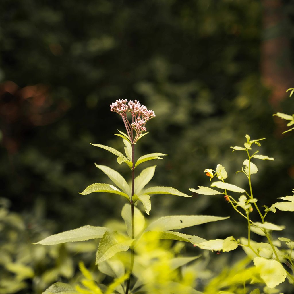 Wasserdost - Eupatorium fortunei