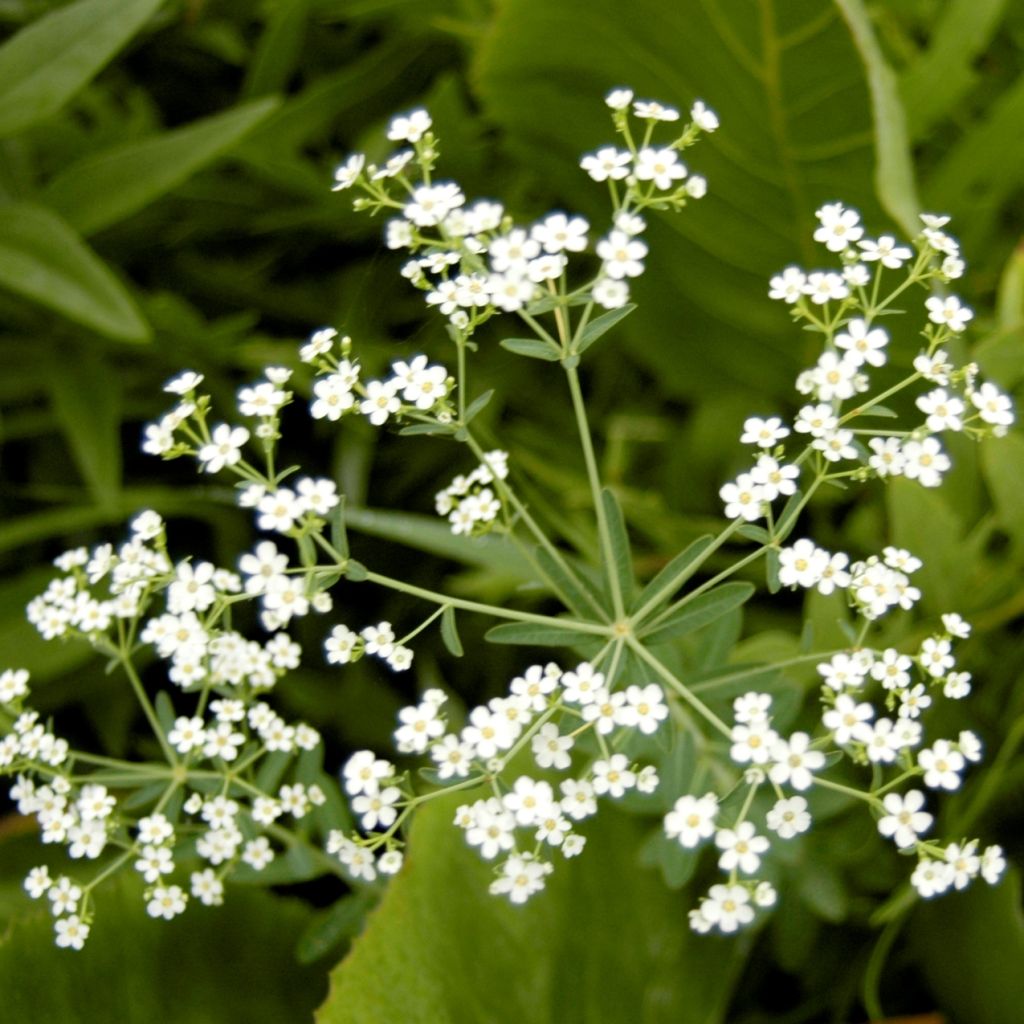 Euphorbia corollata - Kronblattartige Wolfsmilch