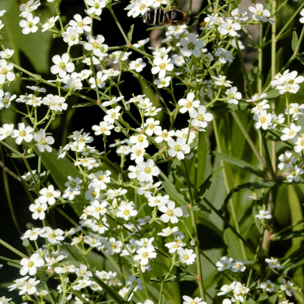 Euphorbia corollata - Kronblattartige Wolfsmilch