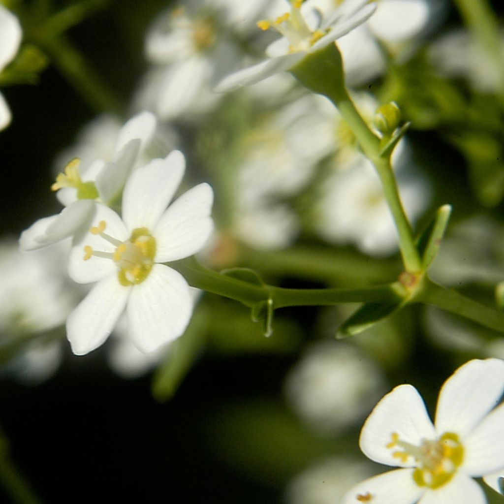 Euphorbia corollata - Kronblattartige Wolfsmilch