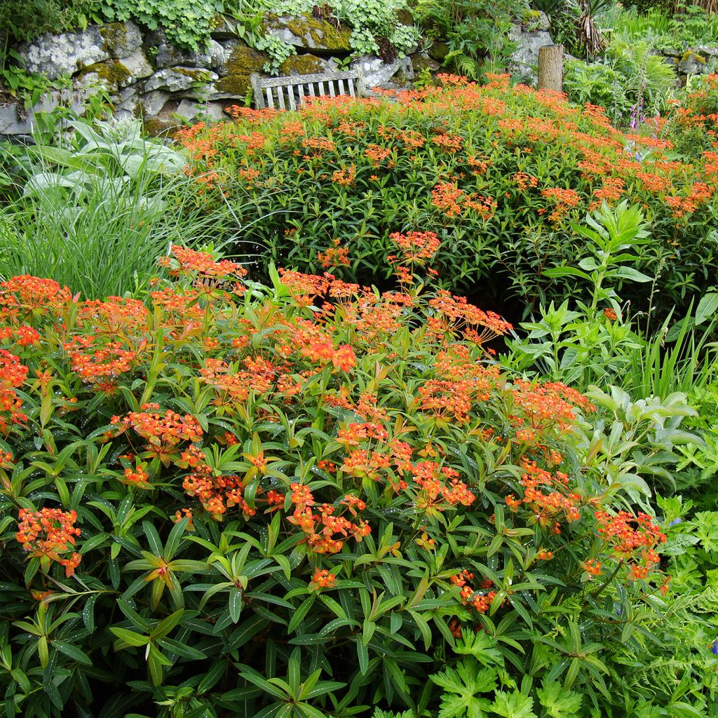 Euphorbia griffithii Dixter - Griffiths Wolfsmilch