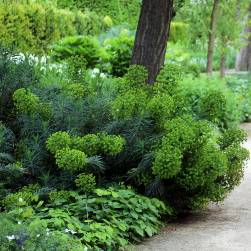 Euphorbia characias ssp. wulfenii - Palisaden-Wolfsmilch