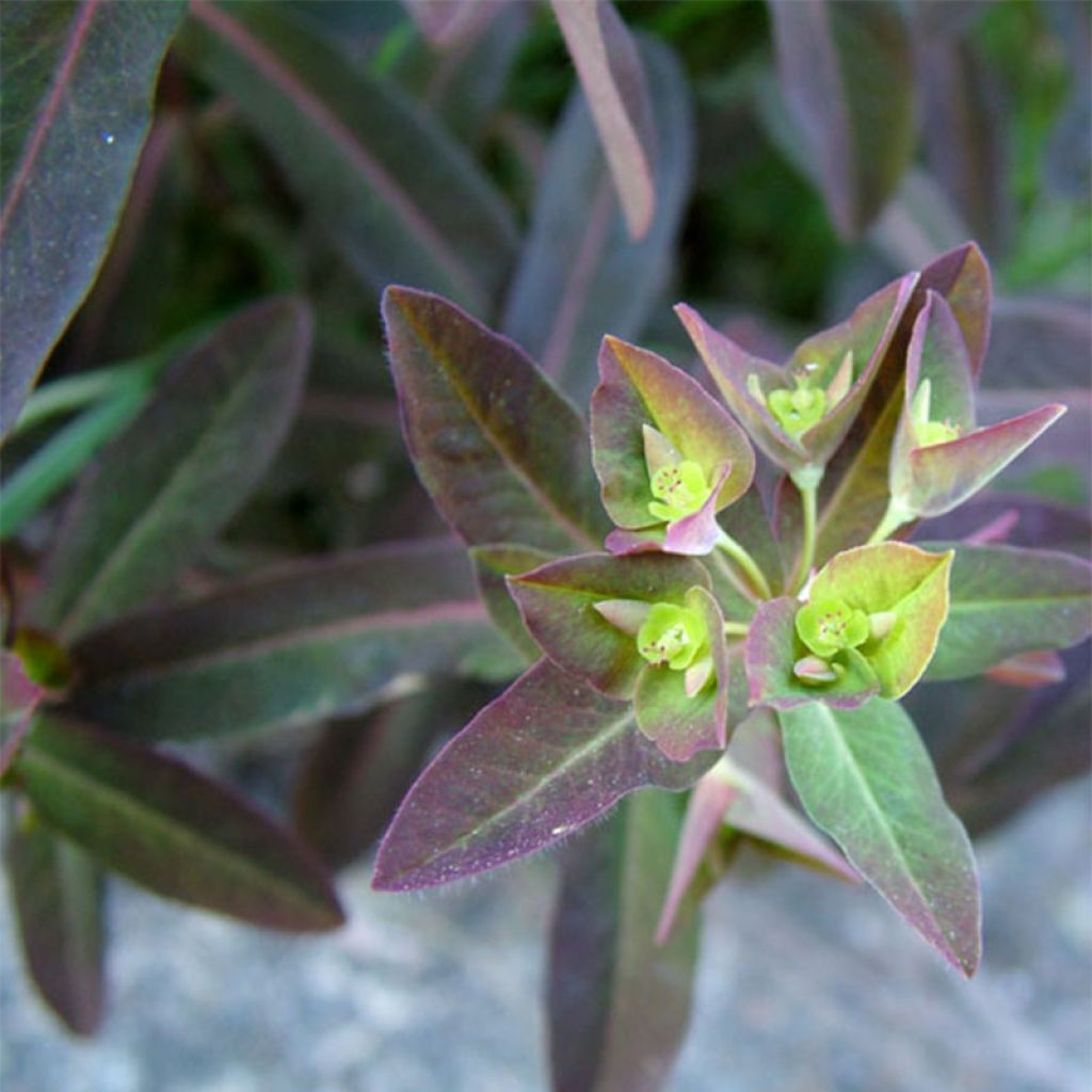 Euphorbia dulcis Chameleon - Süße Wolfsmilch