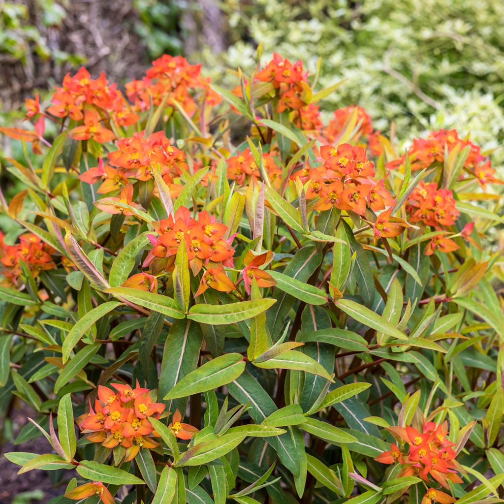 Euphorbia griffithii Fireglow - Griffiths Wolfsmilch
