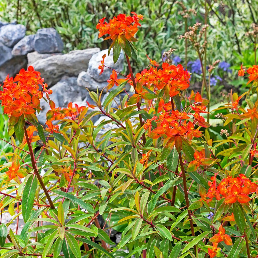 Euphorbia griffithii Fireglow - Griffiths Wolfsmilch