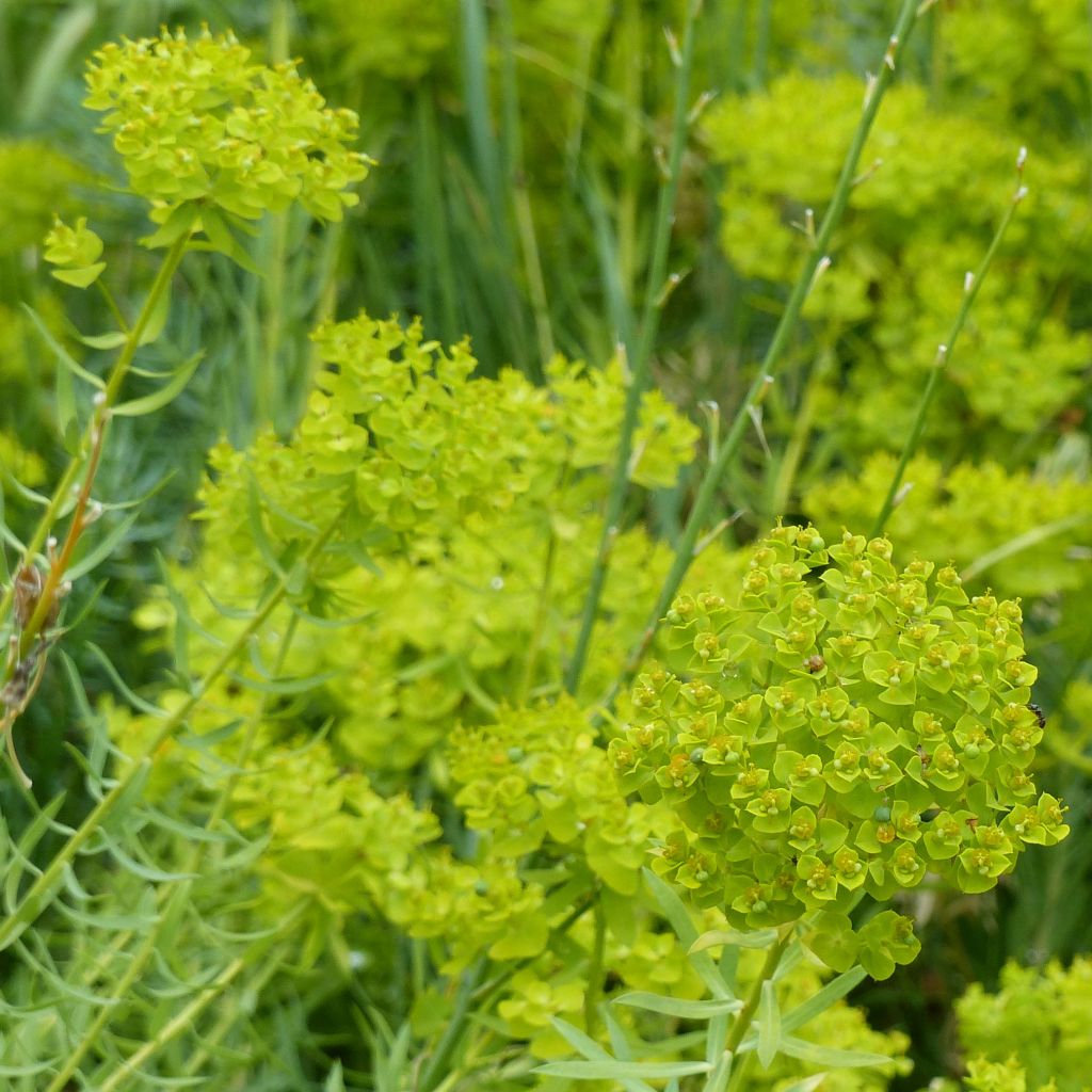 Euphorbia seguieriana subsp. niciciana - Steppen-Wolfsmilch