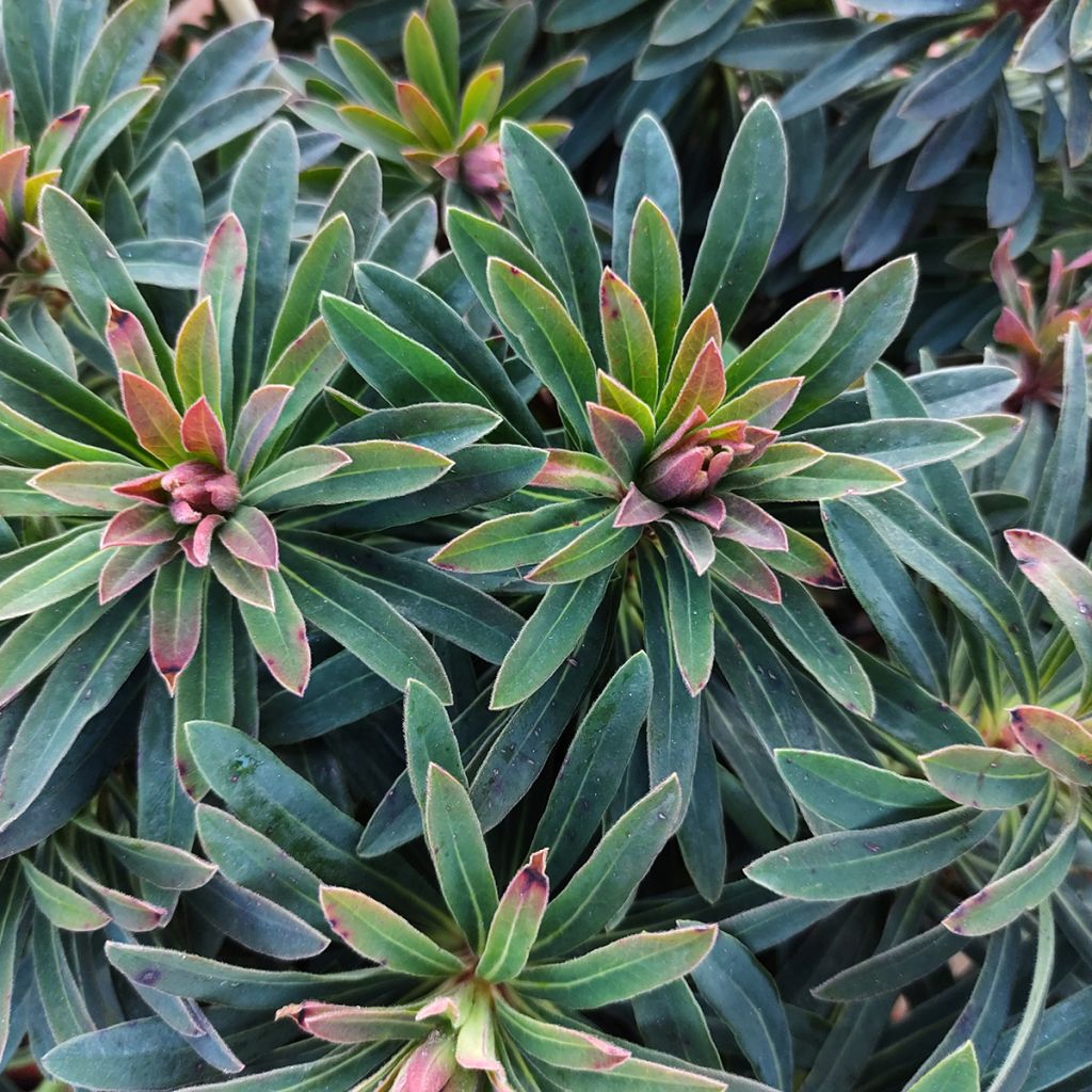 Euphorbia martinii Baby Charm - Busch-Wolfsmilch