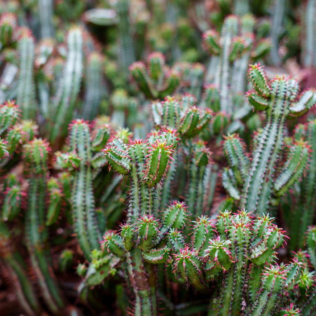 Euphorbia enopla