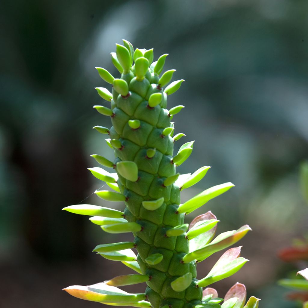 Euphorbia ritchiei