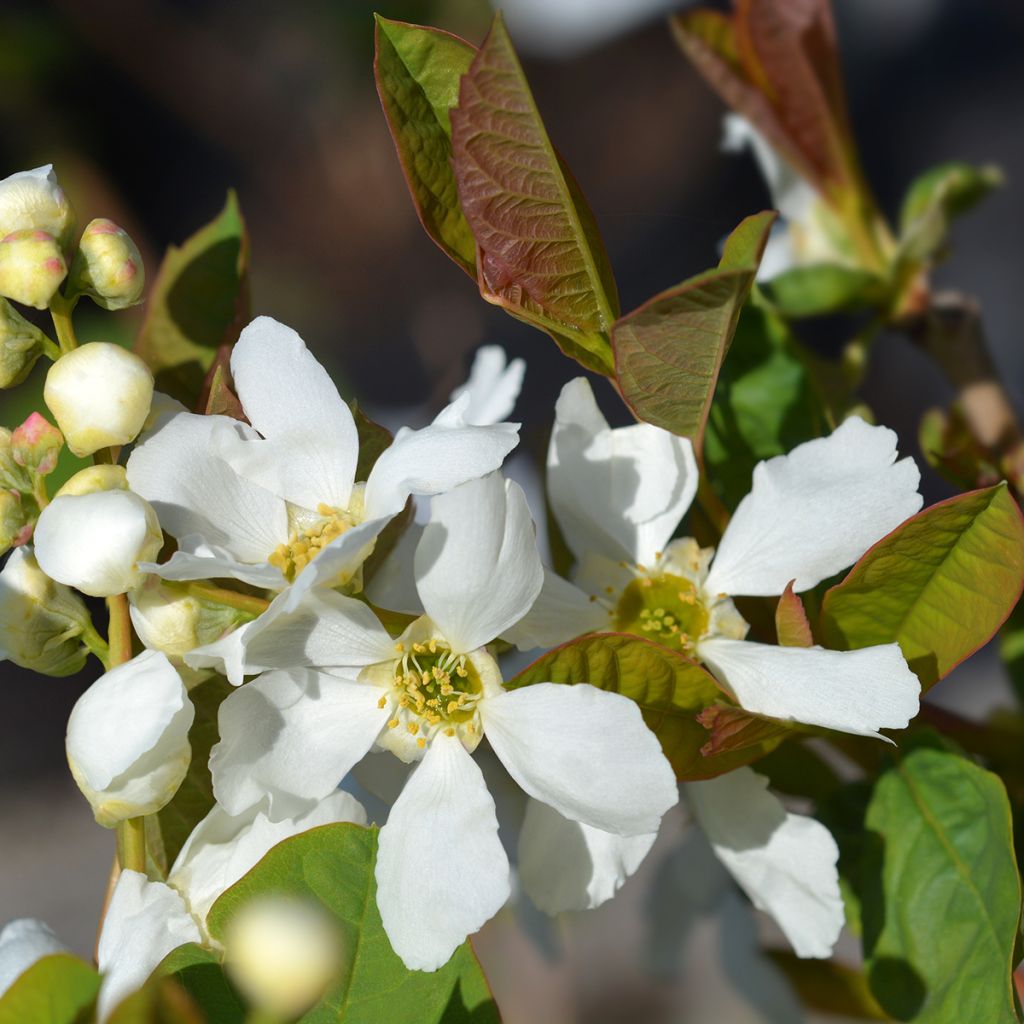 Prunkspiere Snow White - Exochorda serratifolia